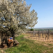 Tokaj-Spring-2015-mad-vineyard tour