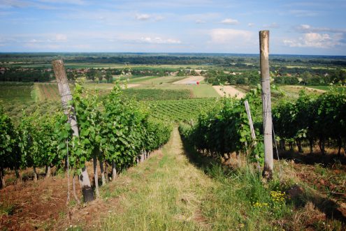 Kvaszinger vineyard 2 photo
