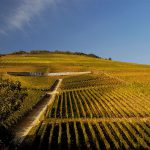 Tokaj Hétszőlő - terrace vineyard photo