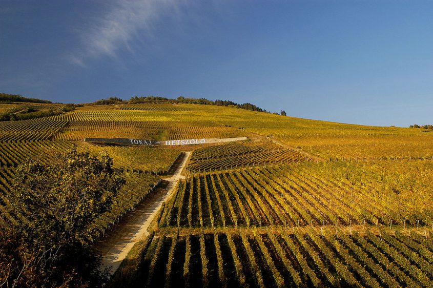 Tokaj Hétszőlő - terrace vineyard photo