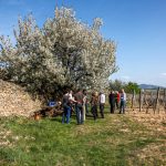 Tokaji tavasz 2015 madi dulotura Szepsy vineyard tour photo