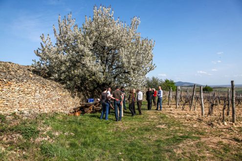 Tokaji tavasz 2015 madi dulotura Szepsy vineyard tour photo