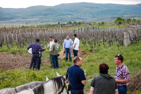 tokaji tavasz 2015 olaszliszka 2015 photo vineyard tour