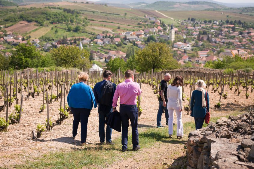 Vineyard tour - Confrerie de Tokaj photo